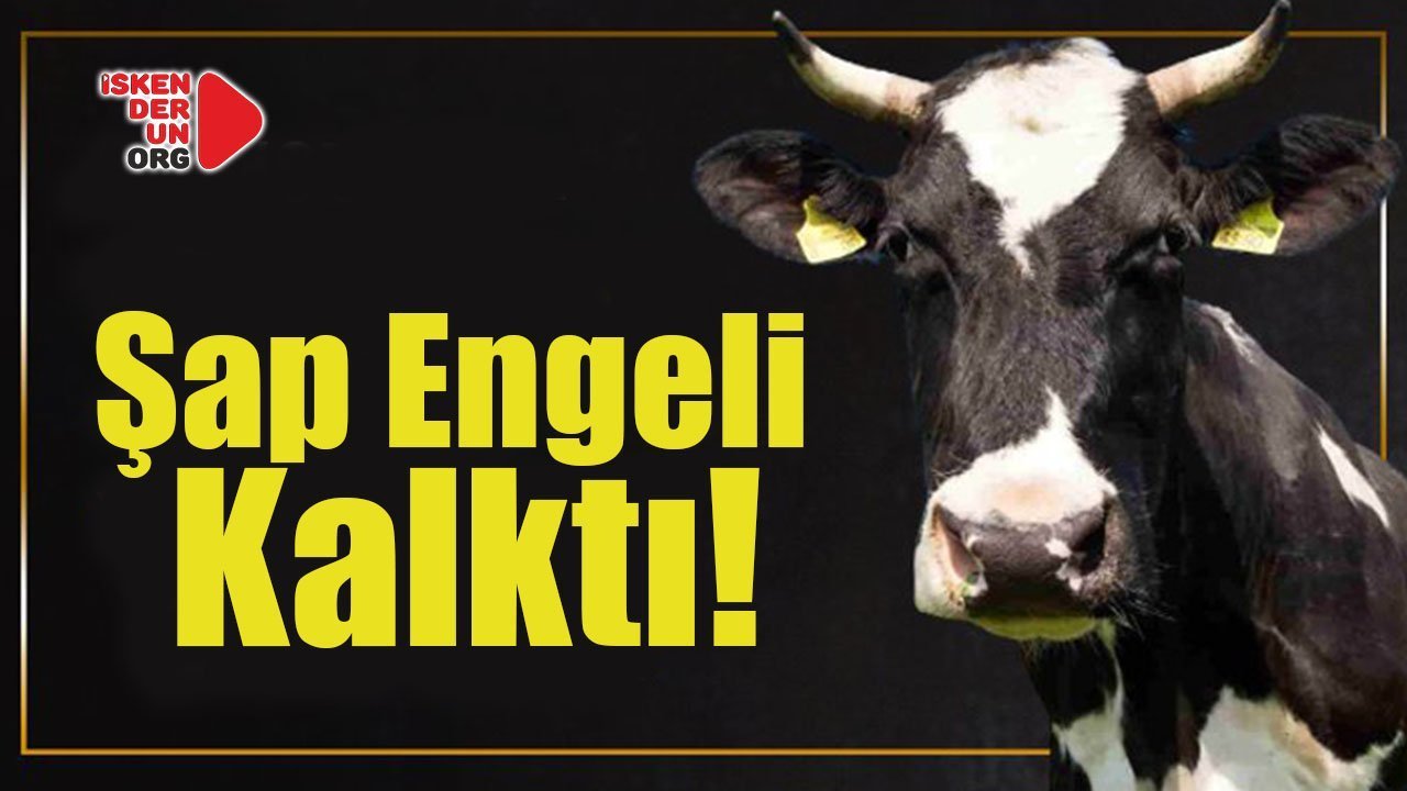 Şap Engeli Kalktı!