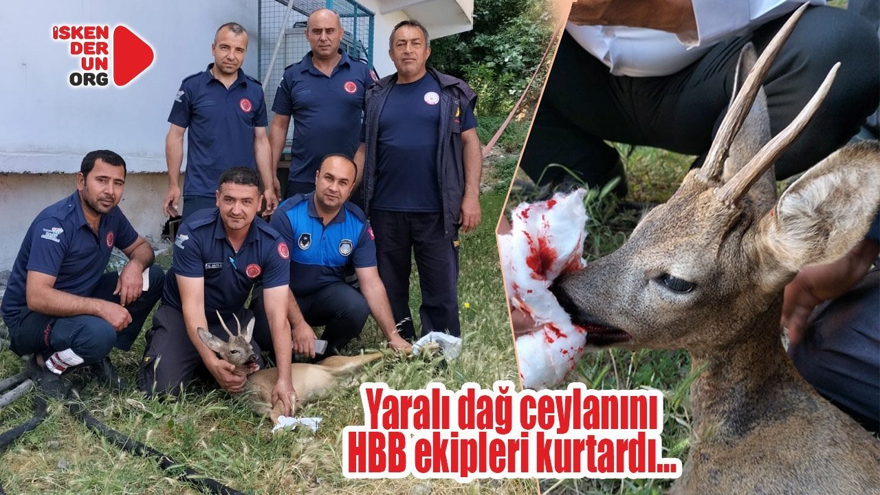 Yaralı karacayı HBB ekipleri kurtardı…
