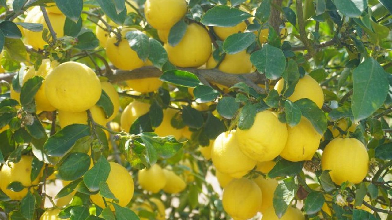 Finike'nin kokulu limonu ve Hicaz Narı, uluslararası listede