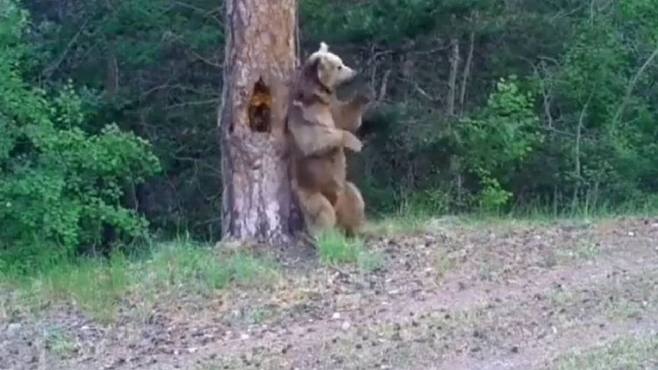 Ayıların ormanda kaşınma dansı!