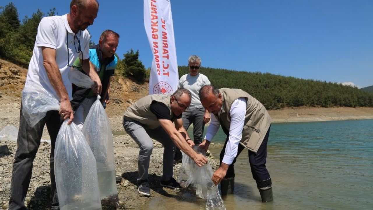Bursa'da 5 bin yayın balığı Demirtaş'a bırakıldı