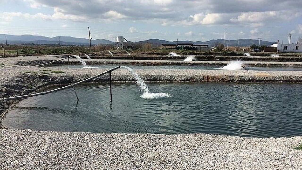 Toprak Havuzlarda Balık Üretimi Yükselişte