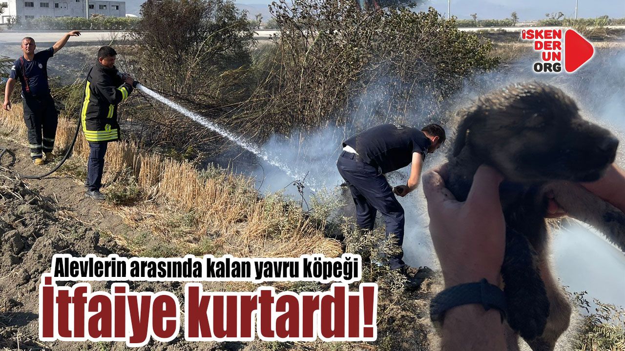 İtfaiye yavru köpeği yanmaktan kurtardı!