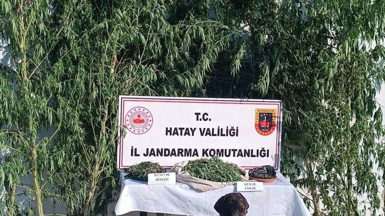 Jandarmanın Uyuşturucuyla Mücadelesi Sürüyor