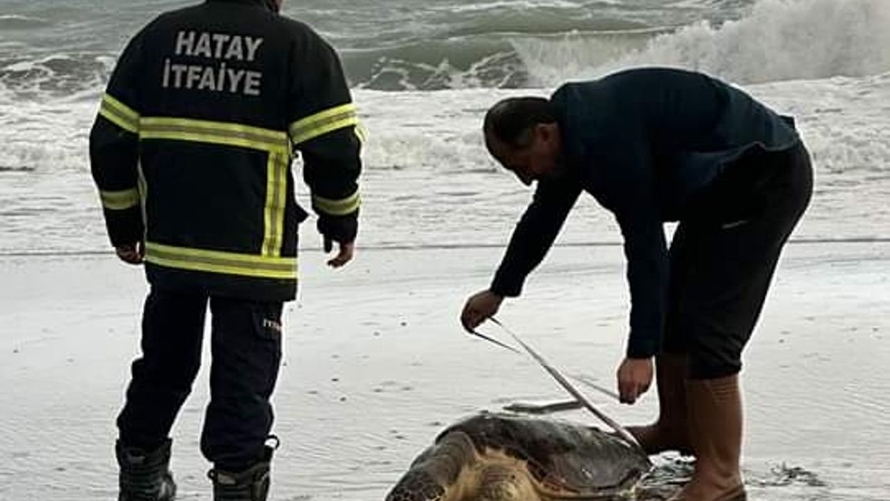 SAHİLDE CARETTA
