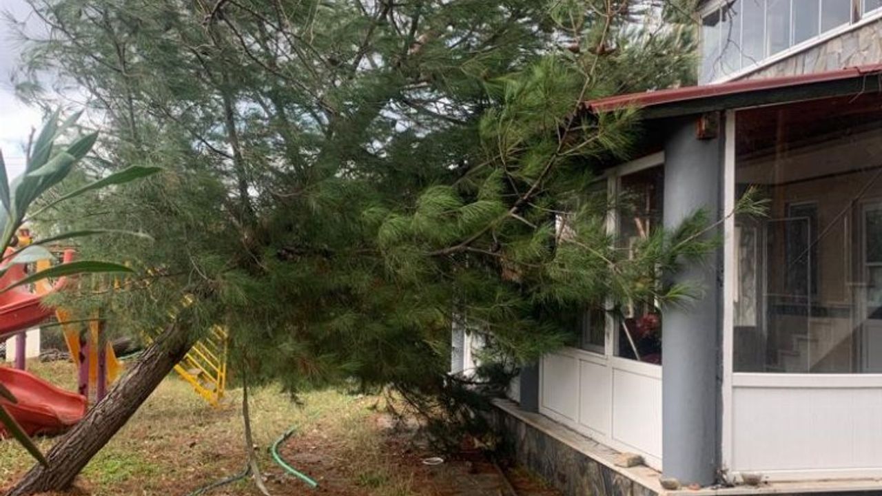 Edirne Keşan'da fırtına hasarı! Ağaç evin üzerine devrildi!