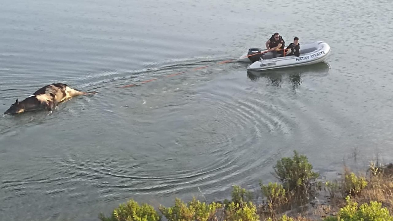 Sulama Göletindeki ölü Büyükbaş Hayvan çıkarıldı
