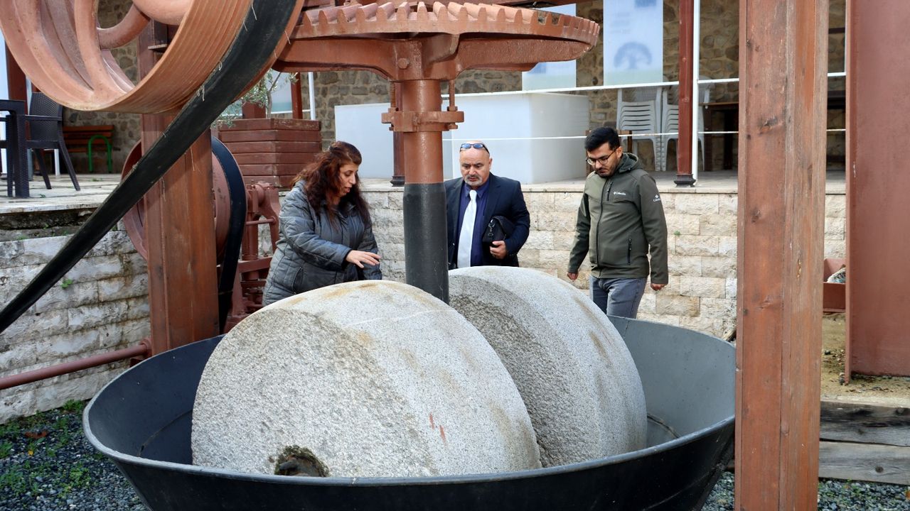 Bölgede Zeytincilik Tarihi Tunç Çağı’na Uzanıyor…