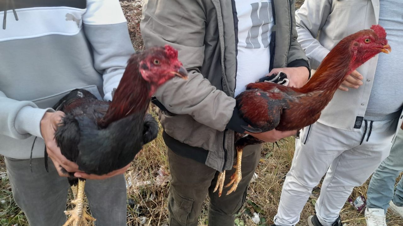 Horoz Dövüşü ve Kumar Oynatanlara Ceza!