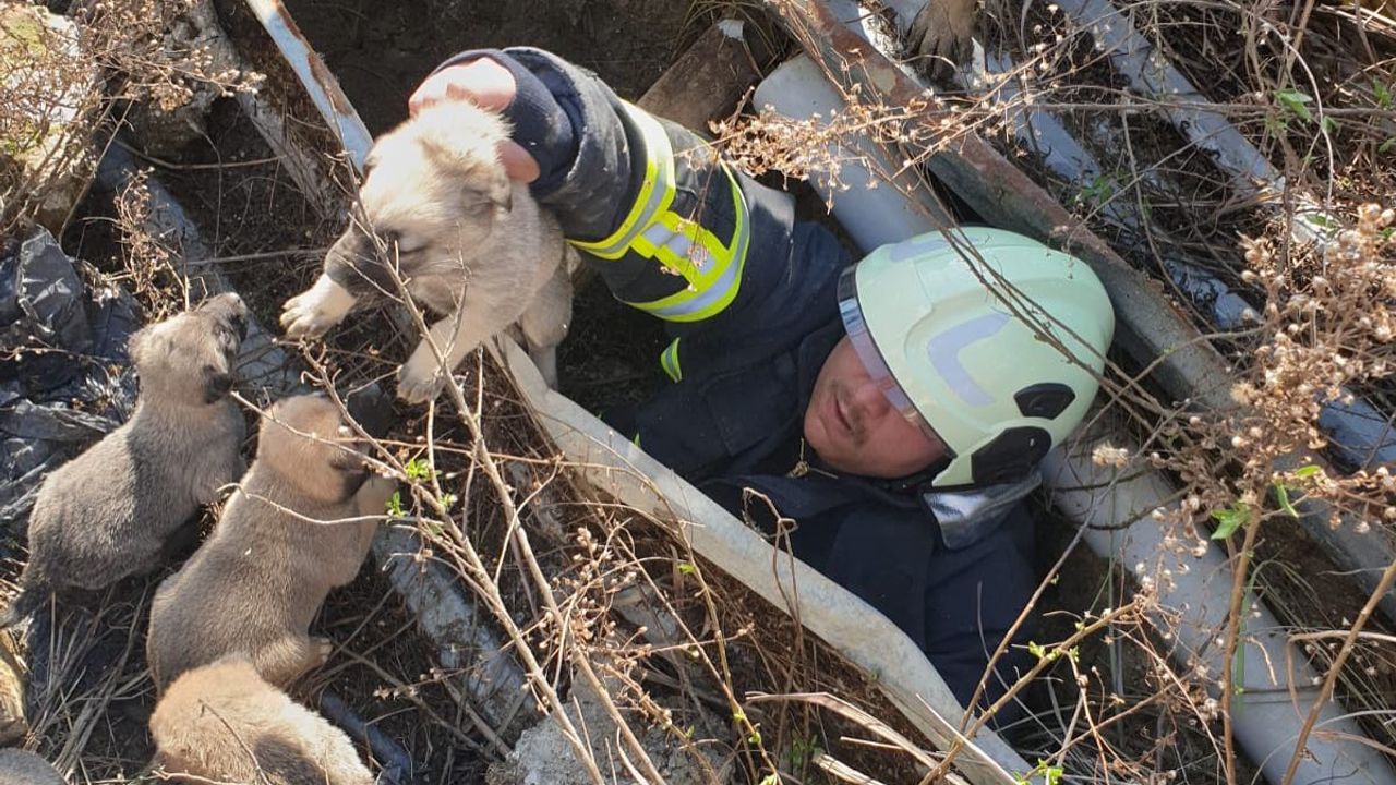 Antakya’da Çukura Düşen Yavru Köpekler Kurtarıldı