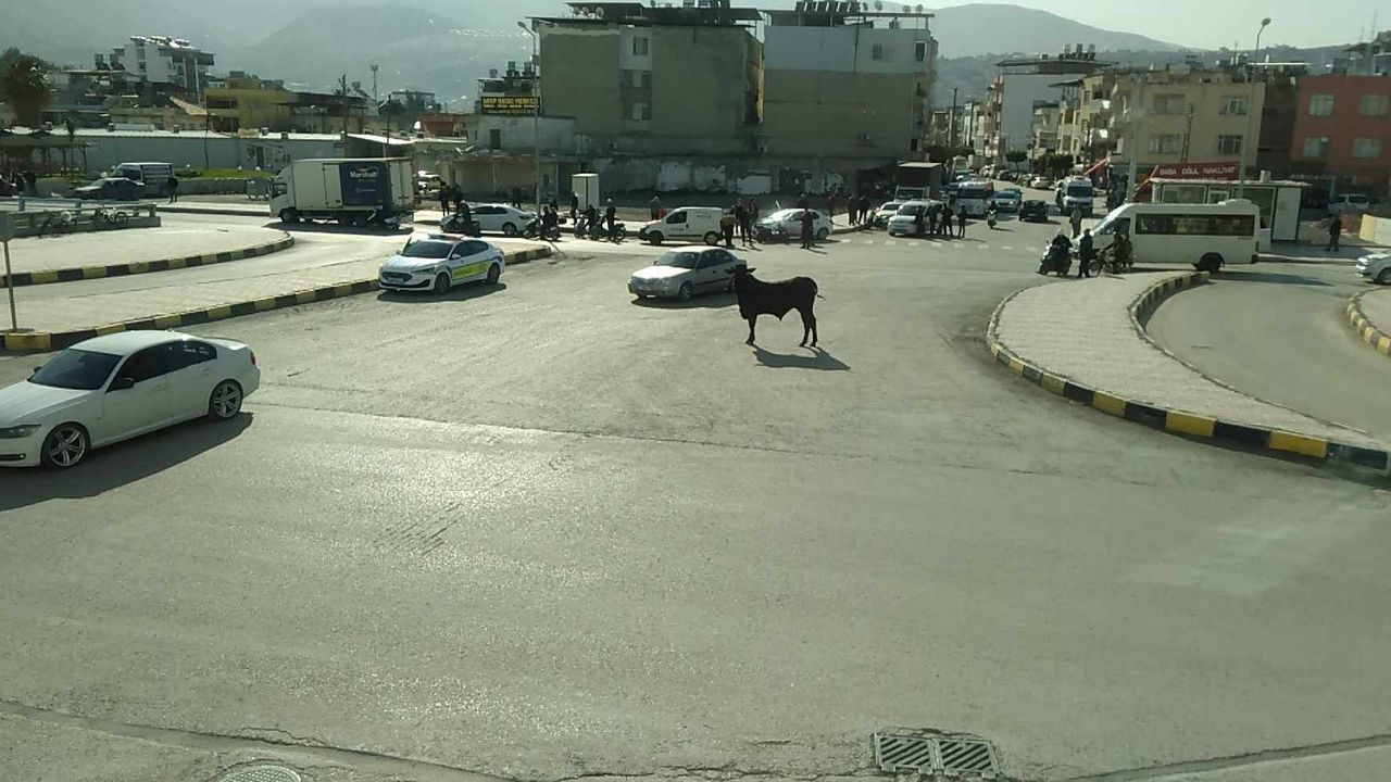 İskenderun’da Kaçan Angus Heyecanı!
