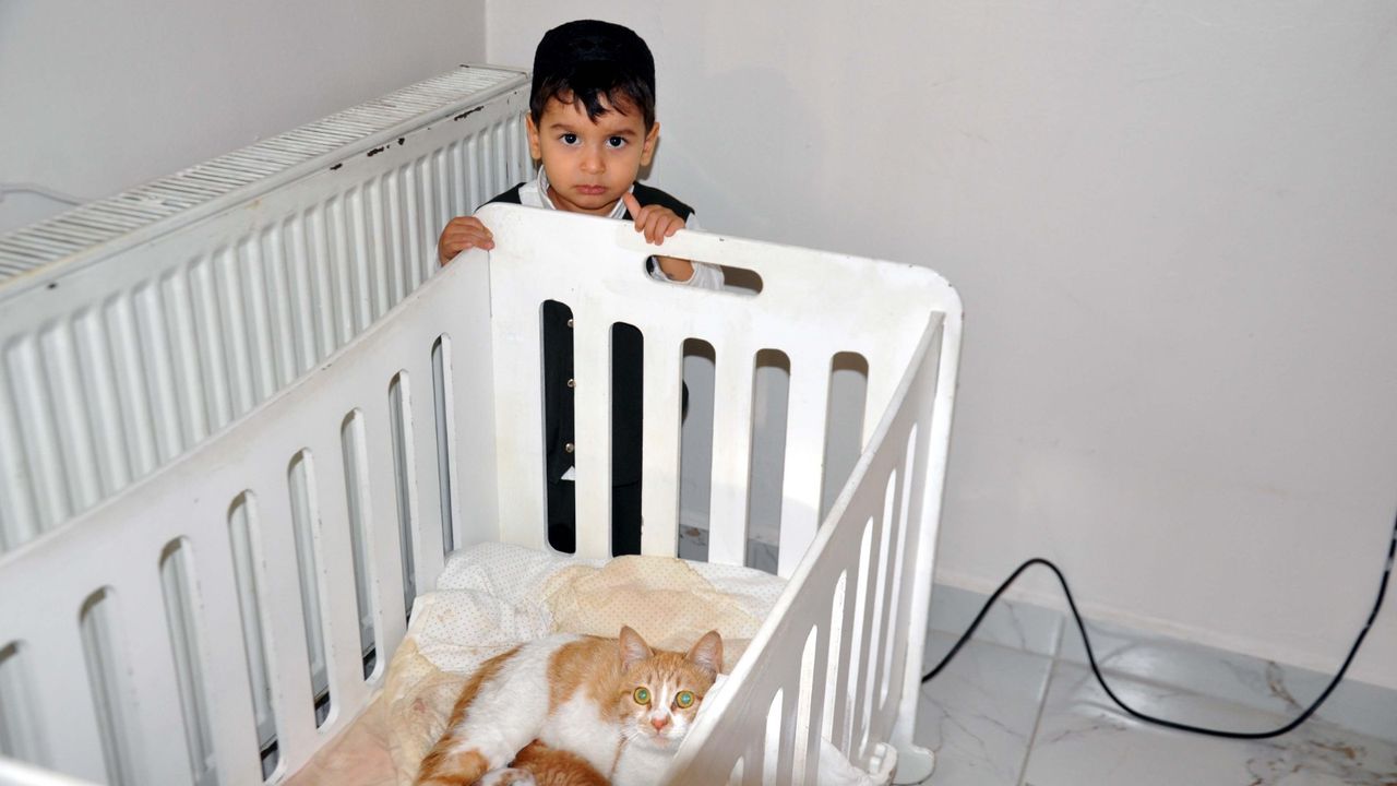 Hamile Kedi, beşikte 4 yavru dünyaya getirdi…