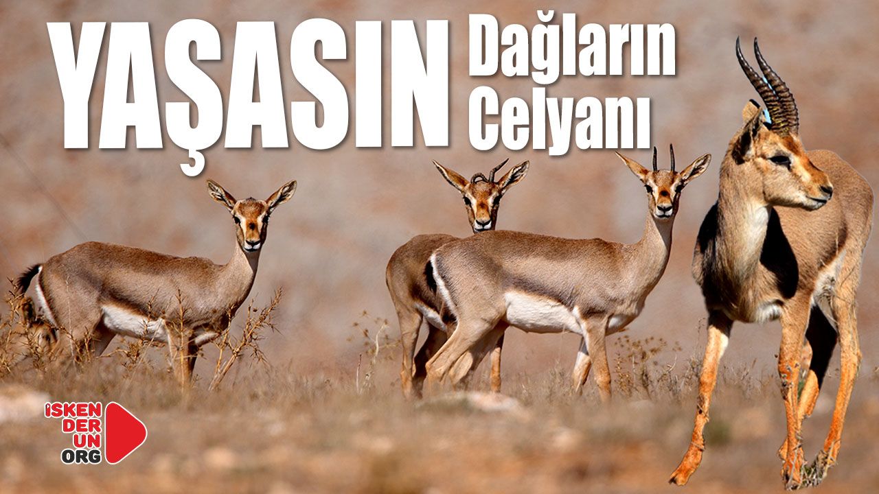 Hatay Ceylanlarını Kurtarma Projesi Başlıyor