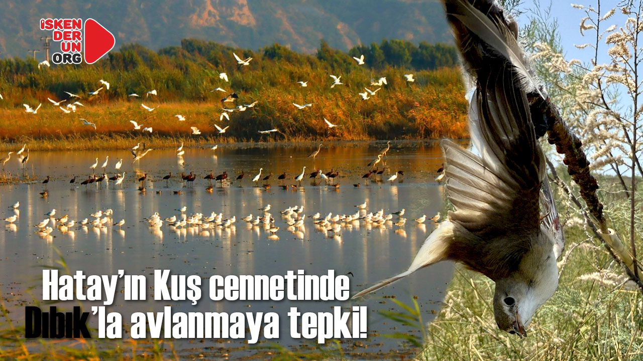 Hatay'ın Kuş Cenneti Milleyha’da avlanmaya tepki!