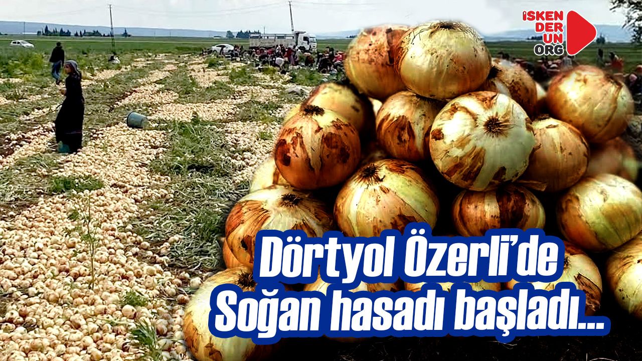 Hatay’ın Dörtyol İlçesinde Soğan Hasadı Başladı