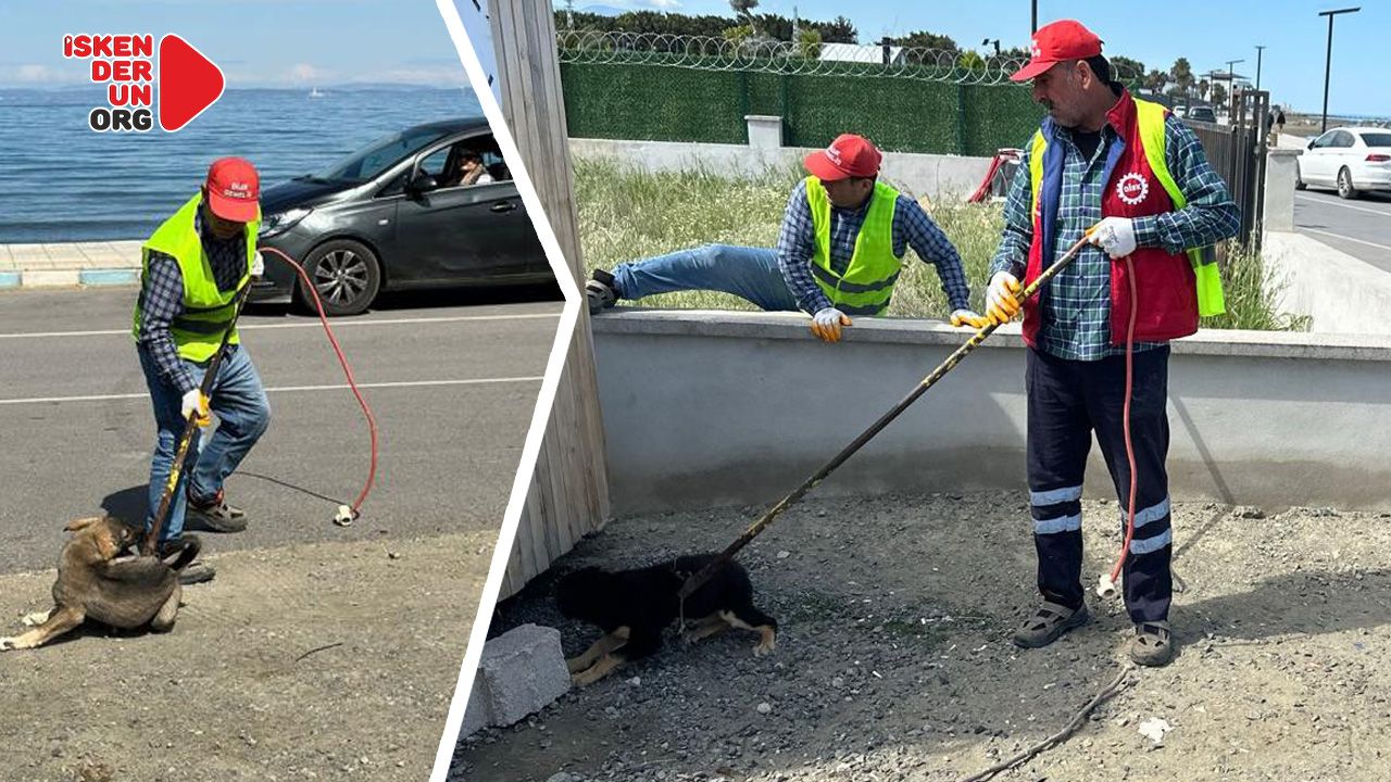 Arsuz’da Sokak Köpekleri Toplanıyor…
