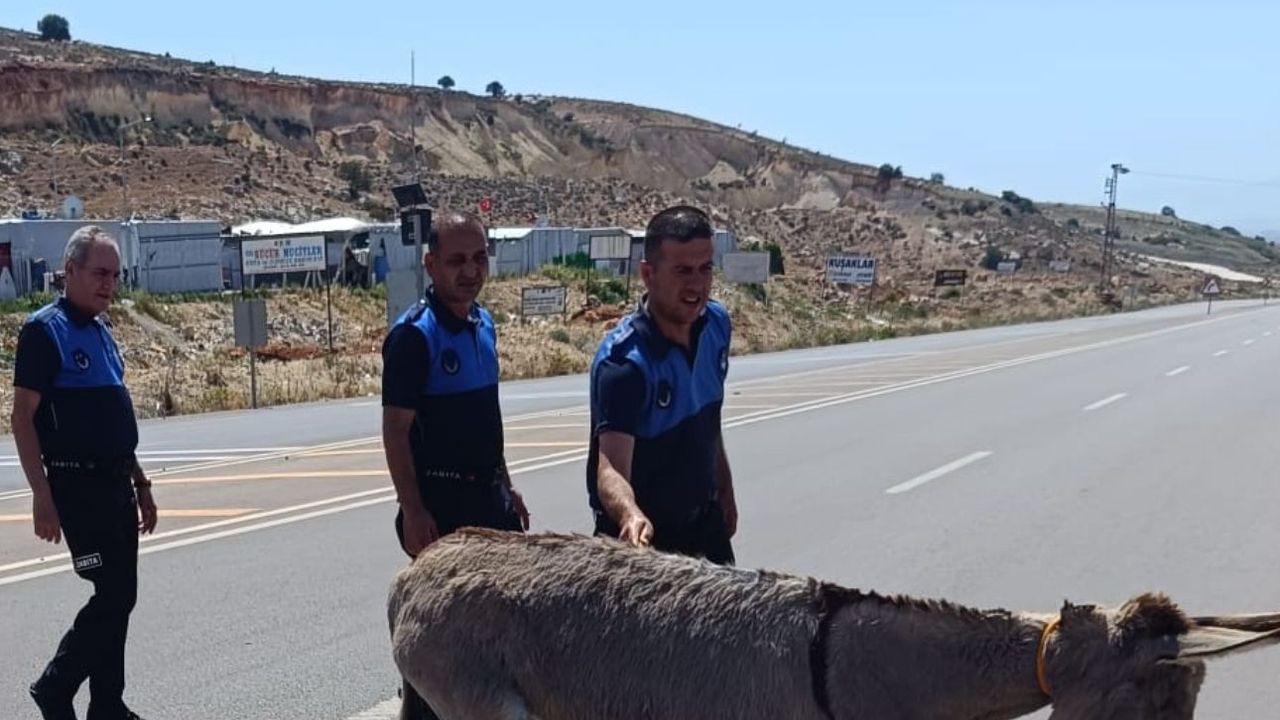Trafiğe çıkan Eşek Heyecan Yarattı