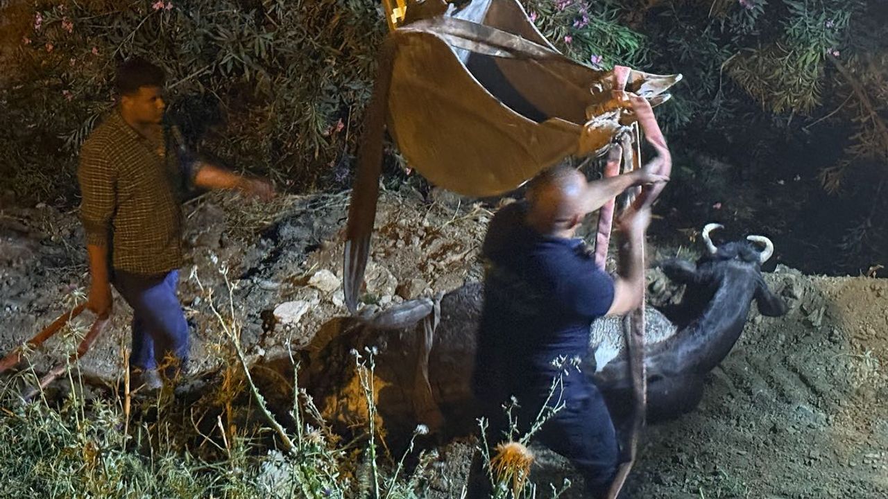 Kırıkhan’da Su Kanalına Düşen İnek Kurtarıldı