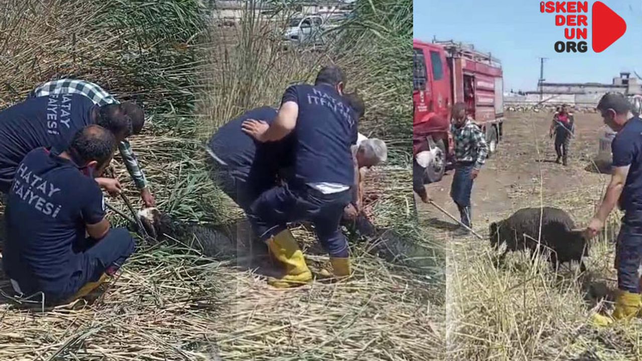 Kurbanlık Koyunlar Çamura Saplandı