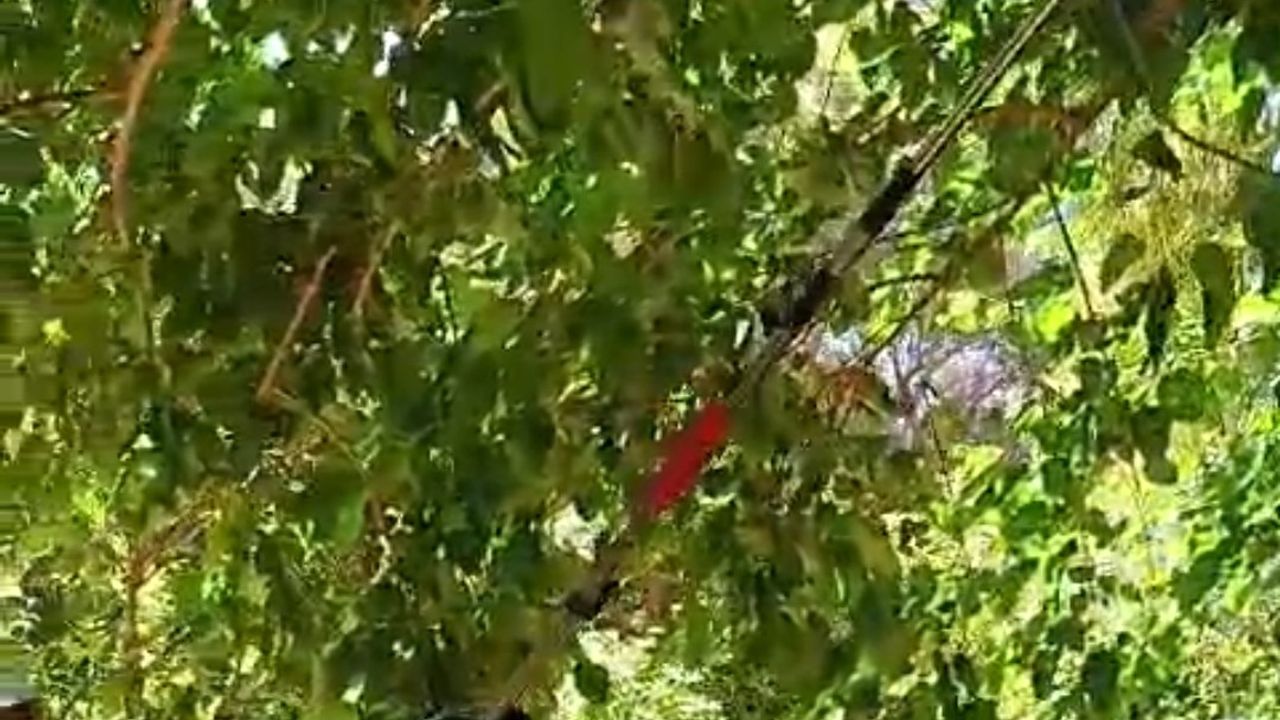 Agaçtaki Yılan Korkuttu
