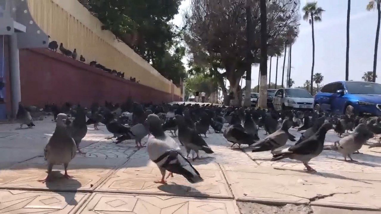 Büyük İskender'in Mirası, Kent Yaşamının Vazgeçilmezi…