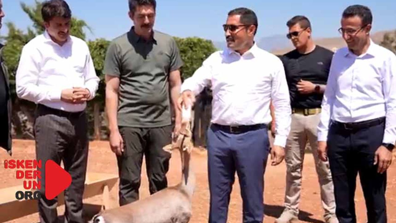 Dağ Ceylanlarını Elleri İle Besledi
