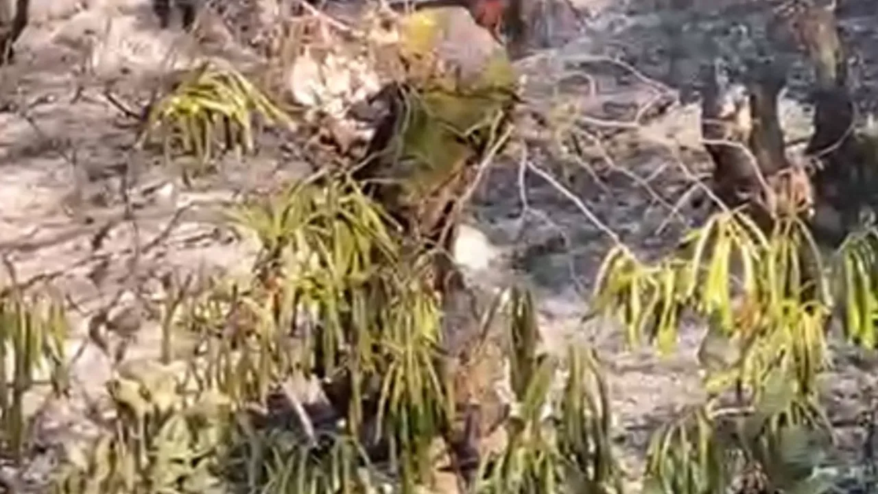 Düzce’de orman yangını korkuttu!