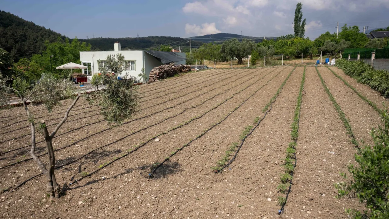 Kurbanlık hayvanların atıkları Bornova’da toprağa can oluyor
