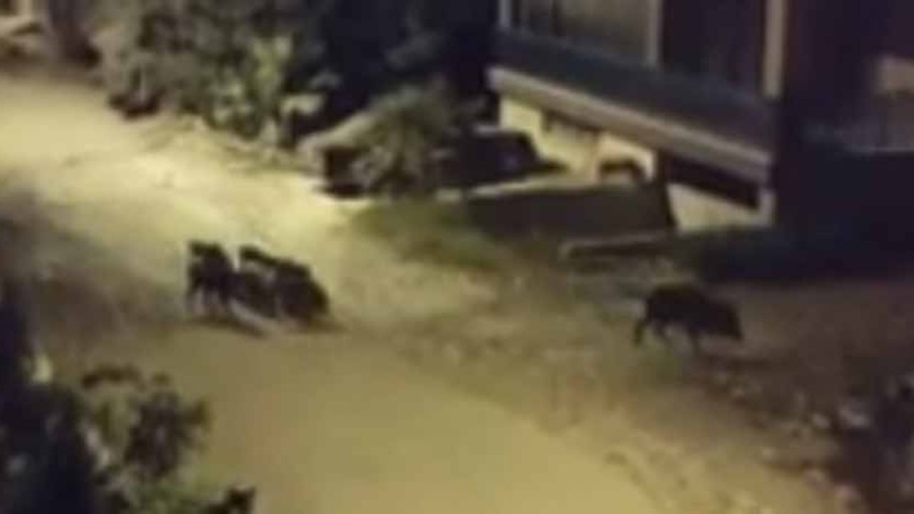 Domuzlar Sokaklarda Yiyecek Arıyor