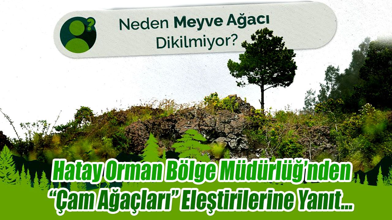“Çam Ağaçları” Eleştirilerine Yanıt…