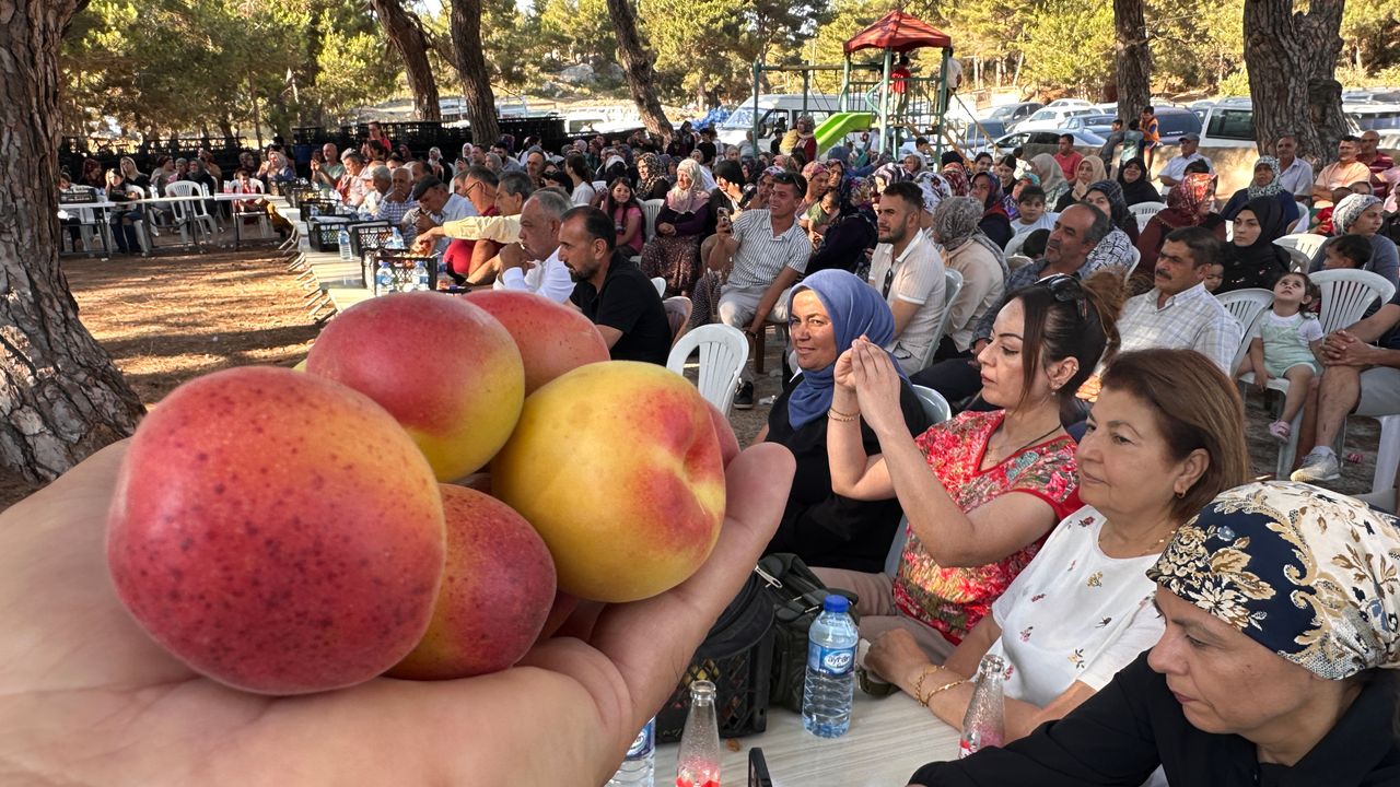 Kozaklı, İlk Kayısı Festivaliyle Şenlendi