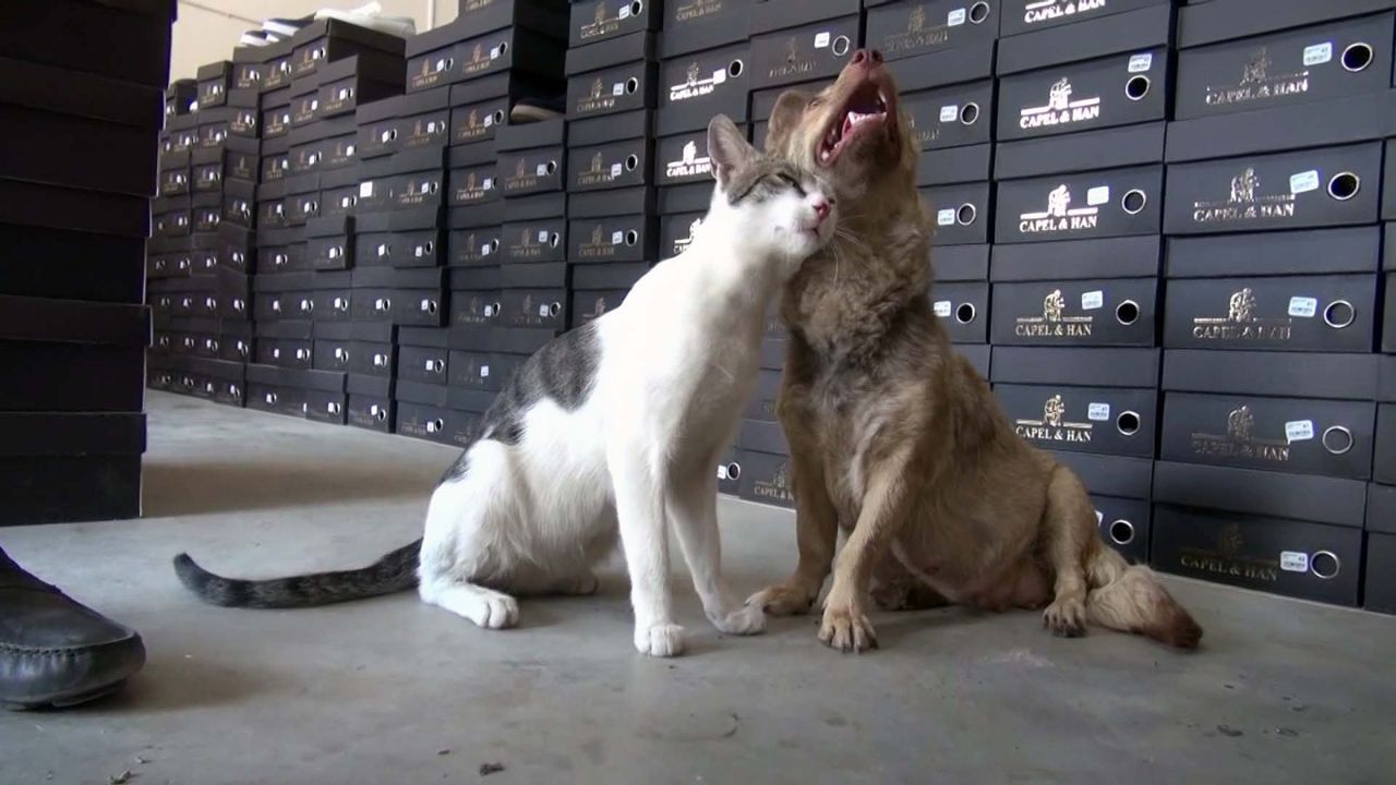 Depremzede köpekten, kediye annelik şefkati…