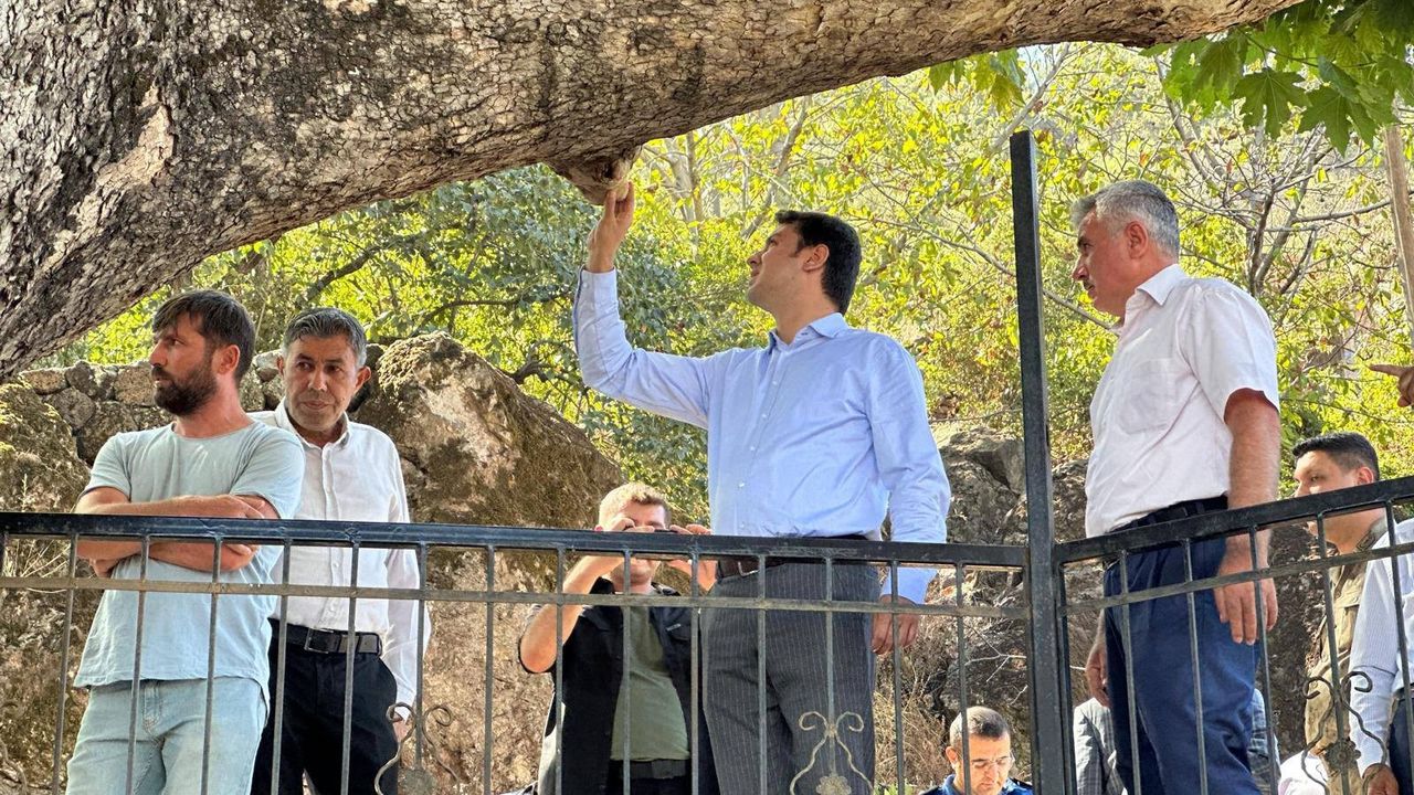 Hassa’da 850 Yıllık Çınar Ağacı…