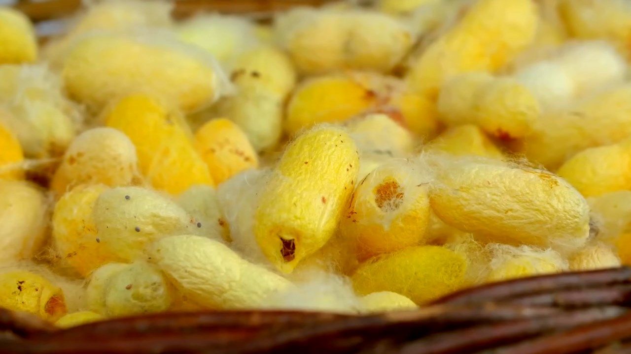 Hatay Sarısı İpeği’ne Coğrafi İşaret…