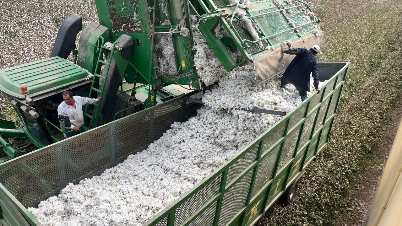 Kumlu’da Pamuk Hasadı Başladı