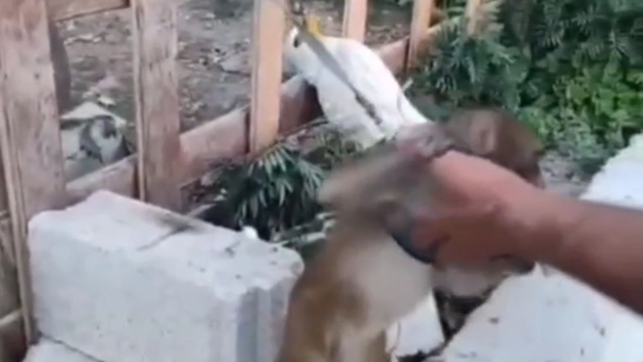 Maymun Koruma Altında