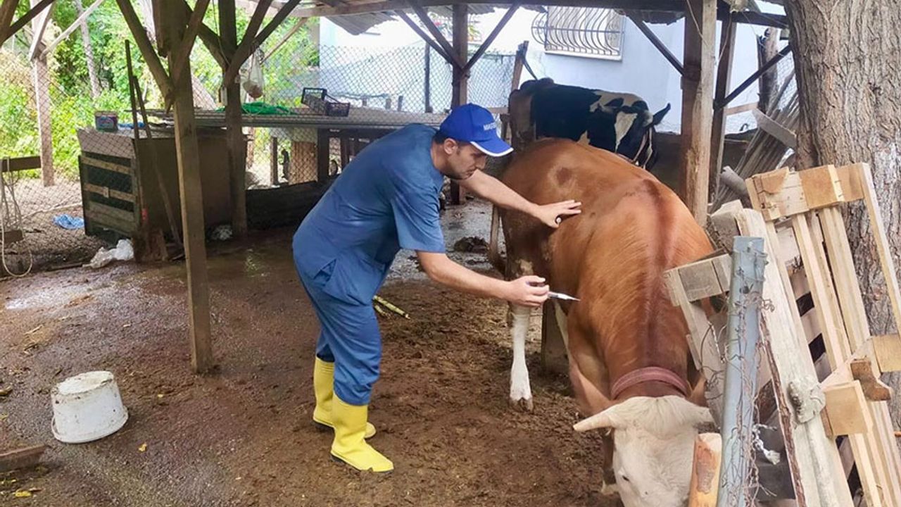 Şap Hastalığı Mücadelesi