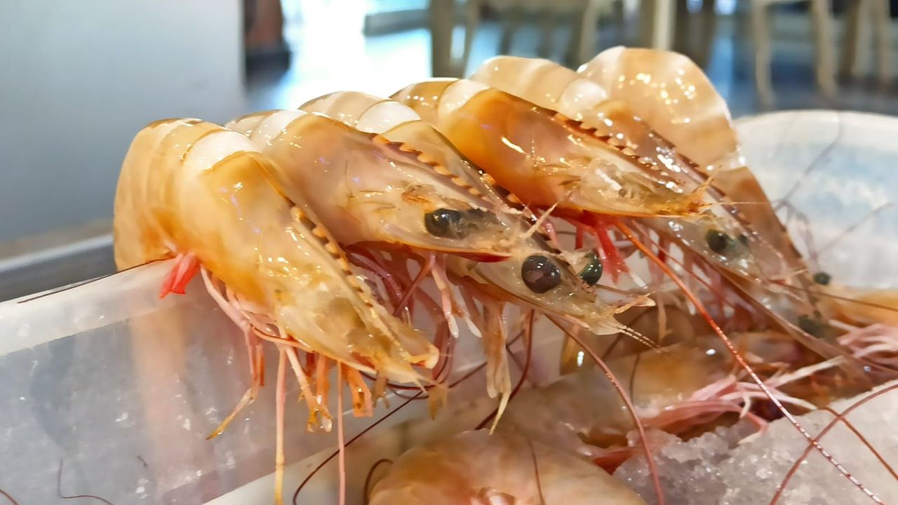 Körfezi’nde Karides ve Balık Bereketi… - iskenderun