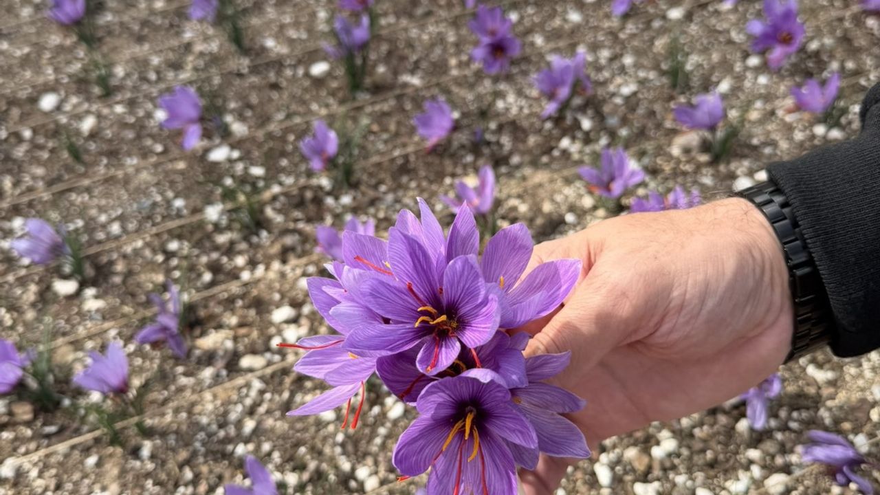 Ülkü Ocakları Genel Merkezi Terasında Safran yetiştirildi