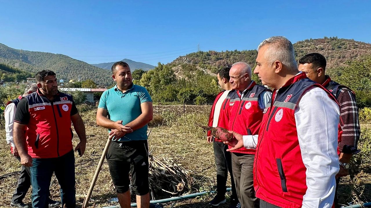 Tatlı patates de hasat zamanı