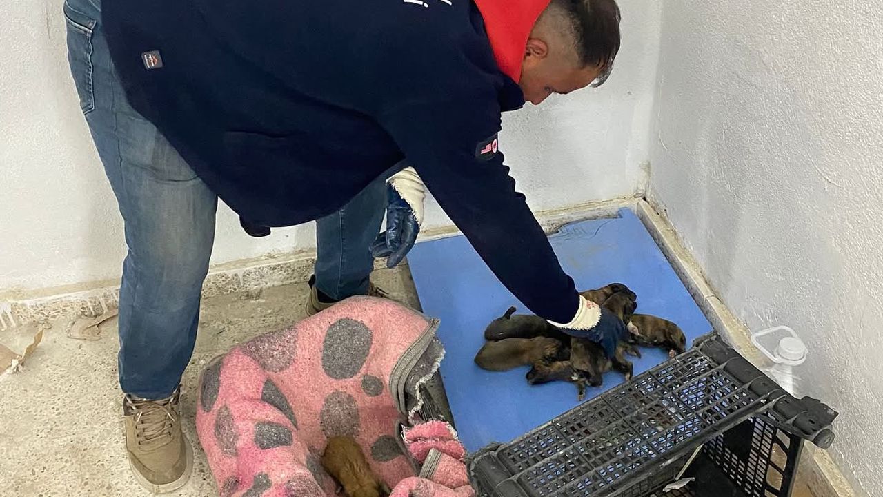Yavru Köpekler Sokağa Terkedildi