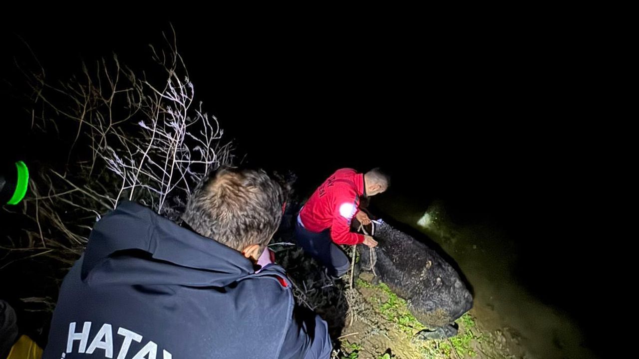 Su kanalına düşen buzağı itfaiye kurtardı…