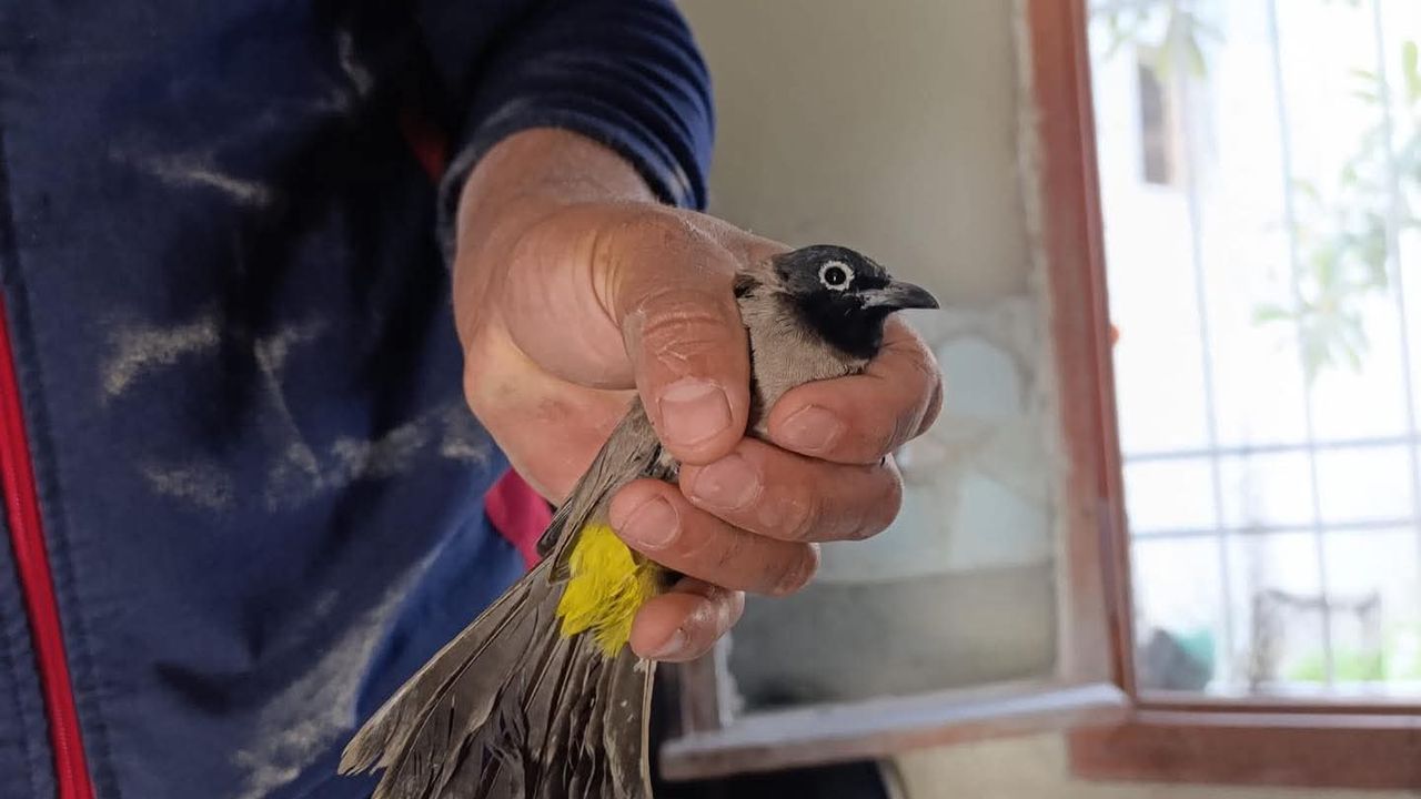 Bacaya sıkışan kuş kurtarıldı
