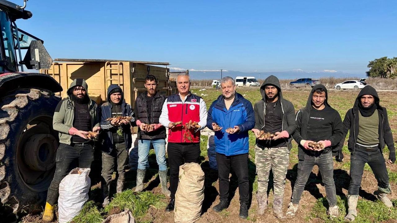 Reyhanlı’da Havuç Hasadı