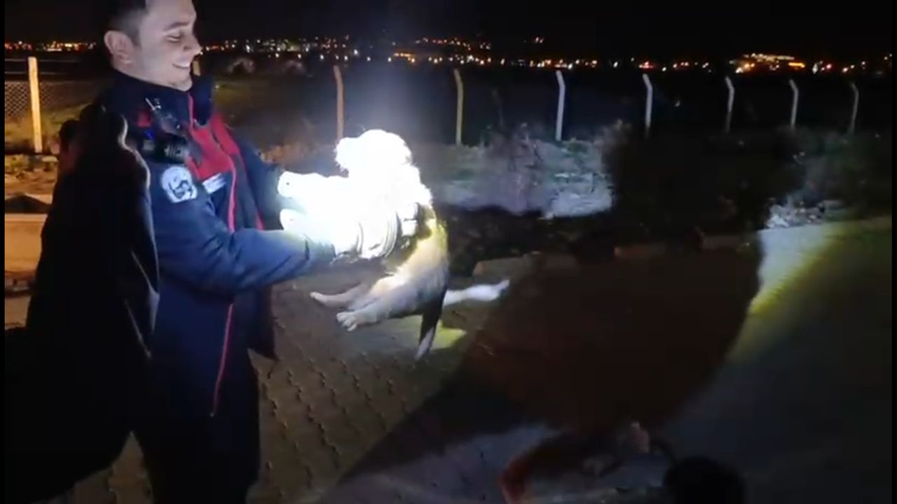 Yavru Köpek Kurtarıldı