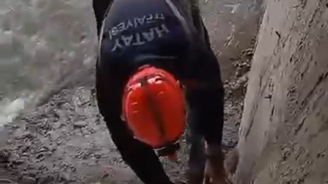 Yavru köpekler kurtarıldı