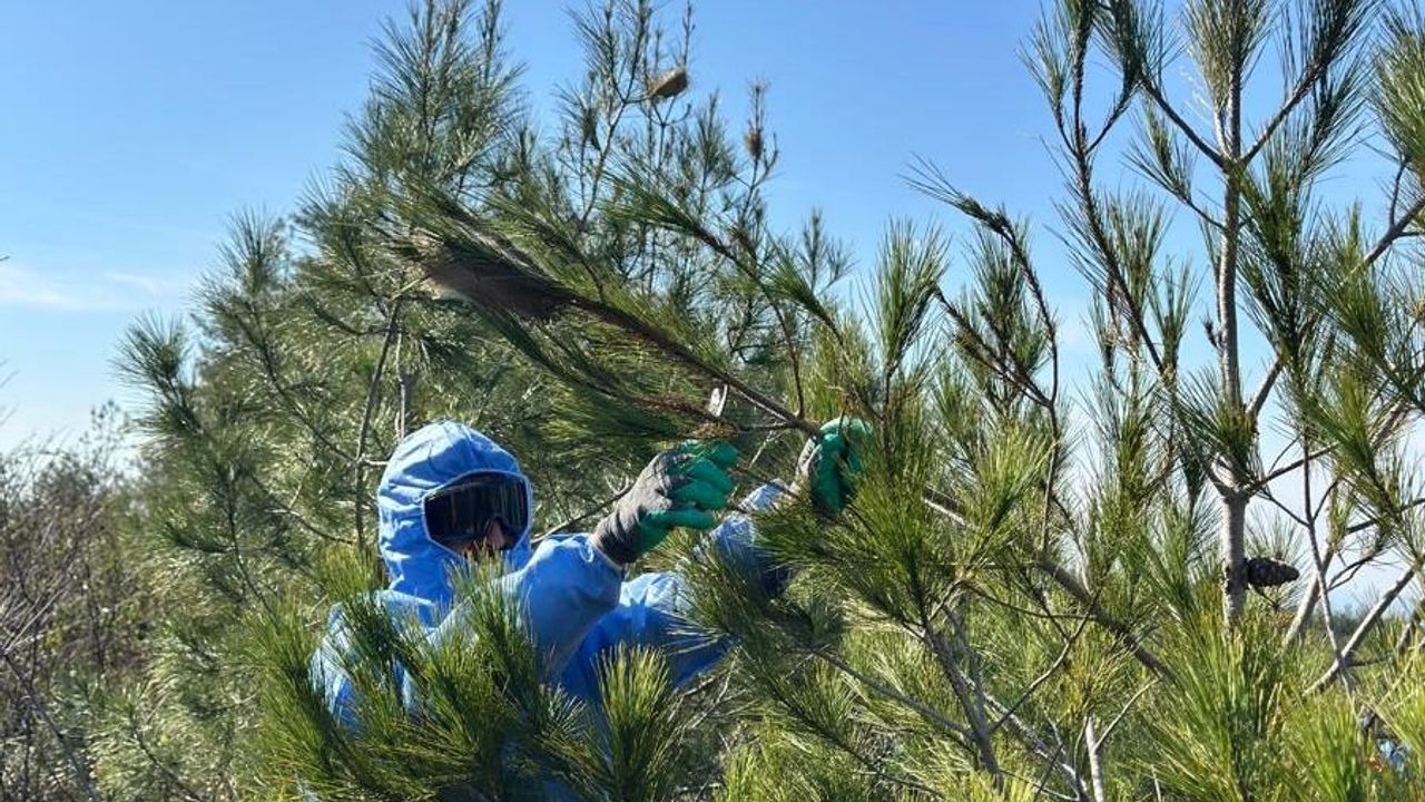 Amanoslarda Çam Kese Böceğiyle Mücadele…