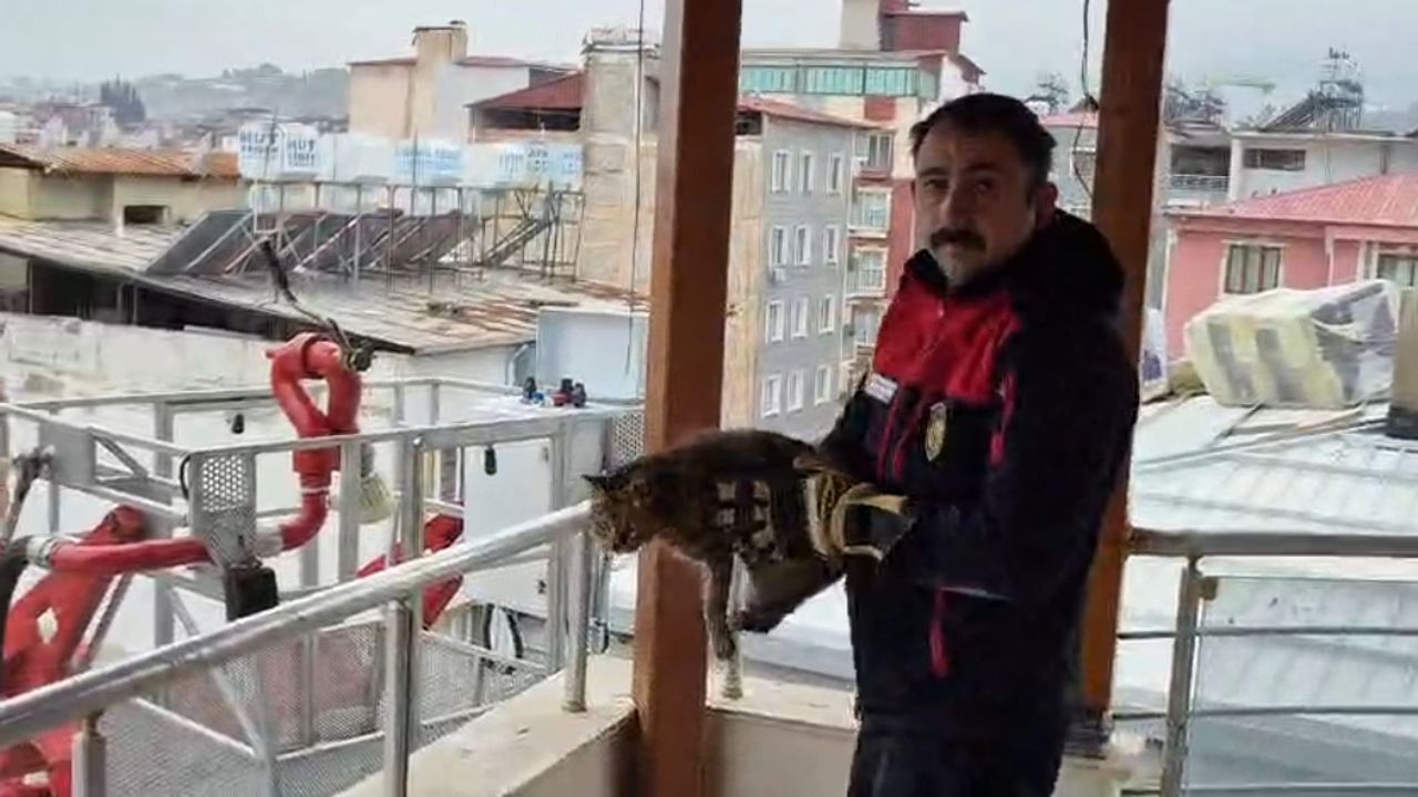 Kedi kurtaran ekibe alkış