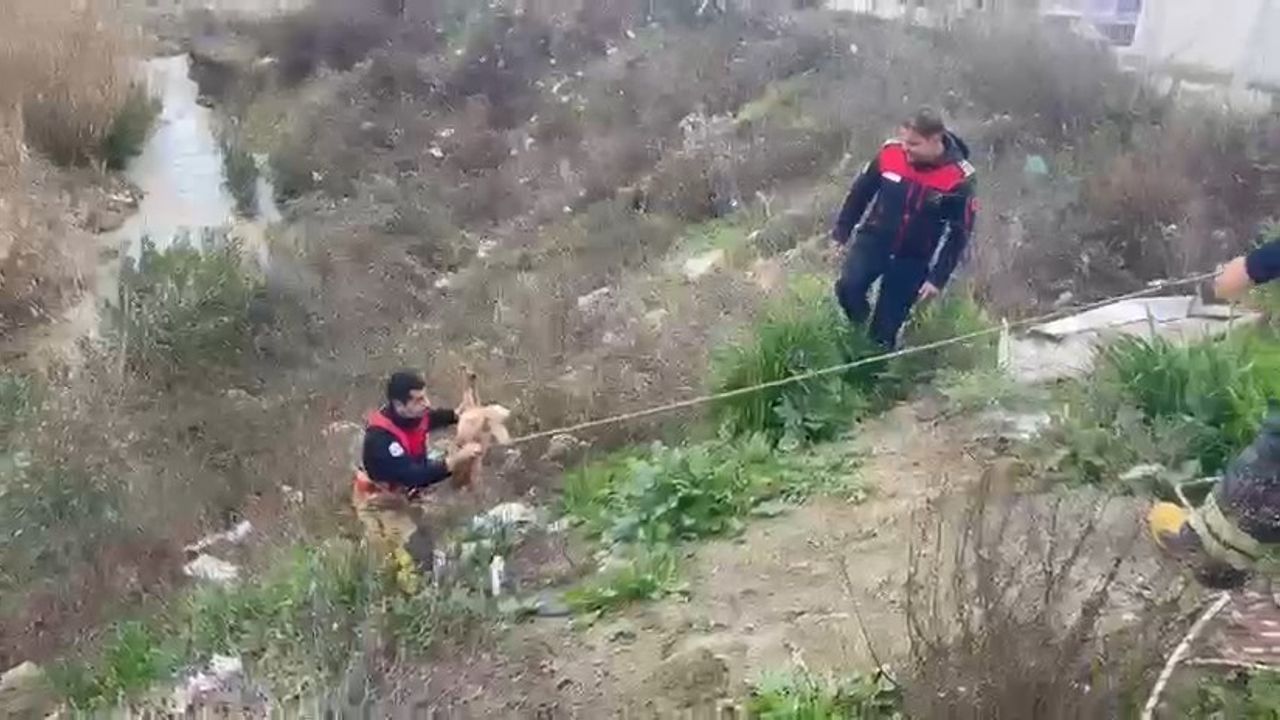 Oğlak ve Sahibini Kurtardılar