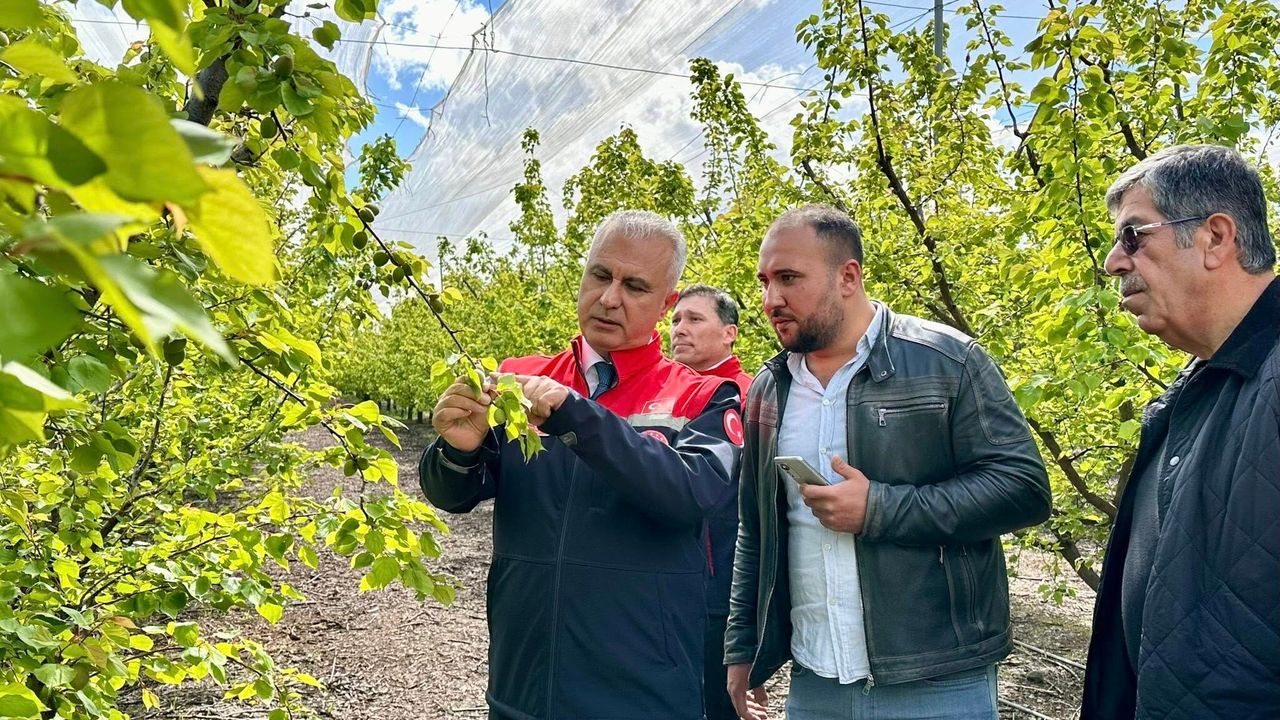 Erkenci Kayısı Bahçelerinde İnceleme